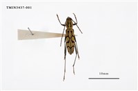 藏品(面形細虎天牛)的圖片